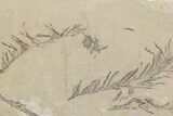Shale With Dawn Redwood (Metasequoia) Fossils - Montana #378290-1